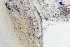 Best Mold Damage Restoration  in Cookeville, TN